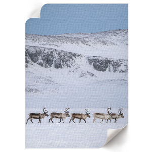 Wydruk na płótnie Renifery w górach