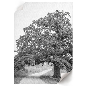 Dekoracyjny plakat ścienny Monumentalne drzewo