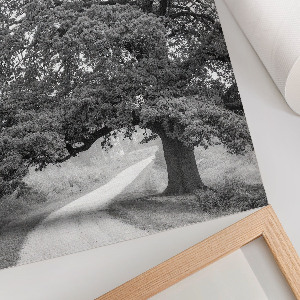 Dekoracyjny plakat ścienny Monumentalne drzewo