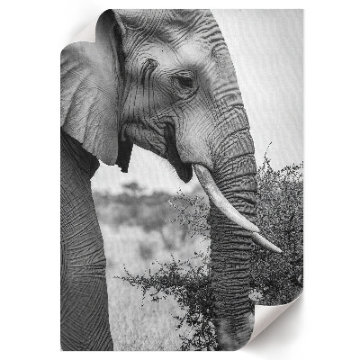 Grafika na ścianę Słoń z profilu