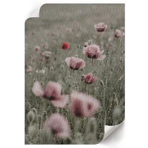 Wydruk na płótnie Delikatne maki