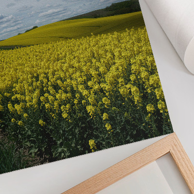 Plakat premium Pola rzepaku