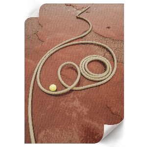 Dekoracyjny plakat ścienny Lina na ziemi