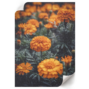 Plakat premium Letni ogród