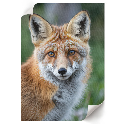 Grafika na ścianę Lisek portret
