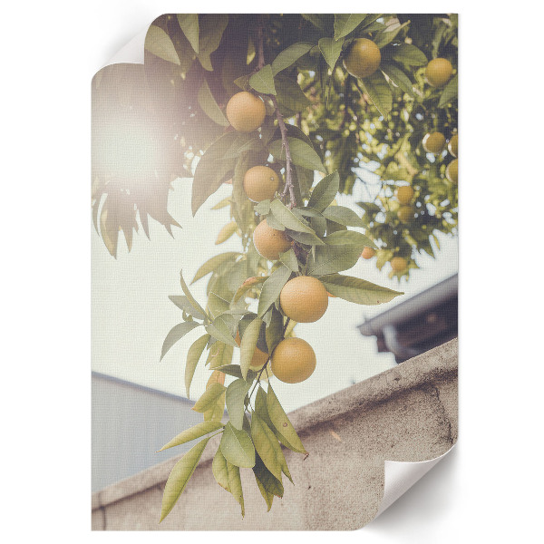 Dekoracyjny plakat ścienny Letnie owoce
