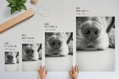 Plakat premium Psi pyszczek