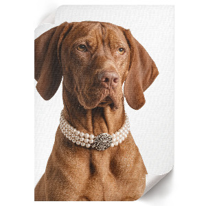 Dekoracyjny plakat ścienny Luksusowy pies