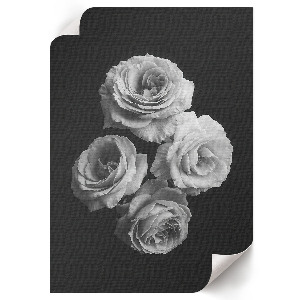 Plakat premium Cztrery róże