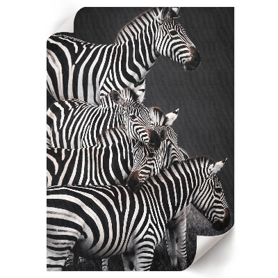 Plakat premium Zebry safari