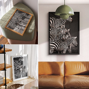 Plakat premium Zebry safari