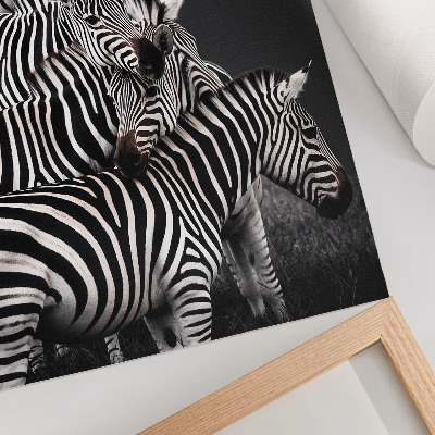 Plakat premium Zebry safari