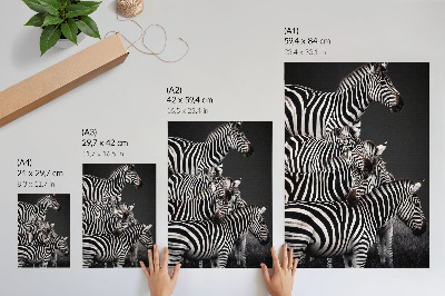 Plakat premium Zebry safari