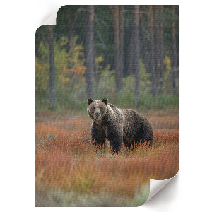 Dekoracyjny plakat ścienny Niedźwiedź w lesie