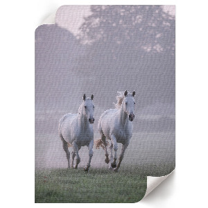 Dekoracyjny plakat ścienny Galopujące konie