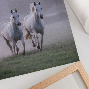 Dekoracyjny plakat ścienny Galopujące konie