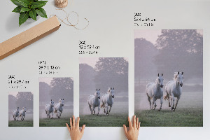 Dekoracyjny plakat ścienny Galopujące konie