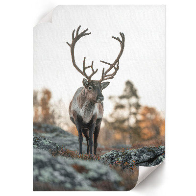 Dekoracyjny plakat ścienny Jeleń natura