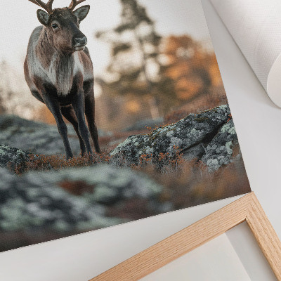 Dekoracyjny plakat ścienny Jeleń natura