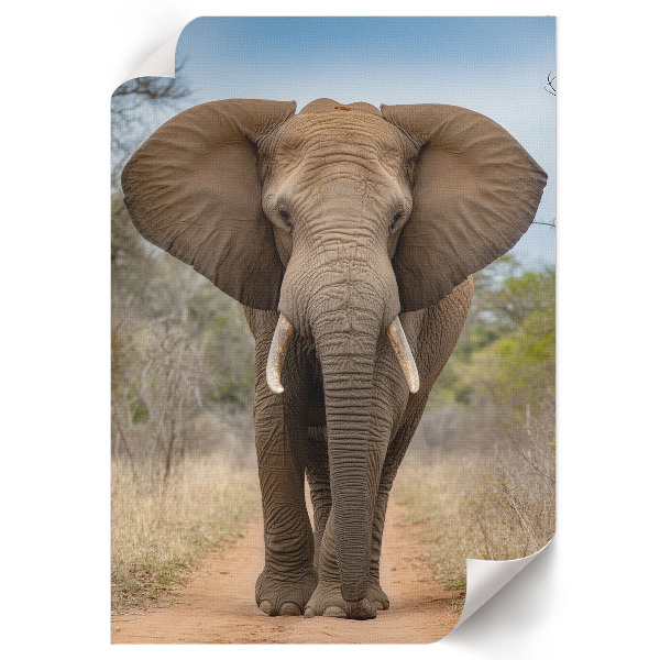Dekoracyjny plakat ścienny Słoń i majestat