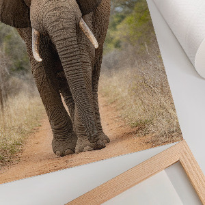 Dekoracyjny plakat ścienny Słoń i majestat