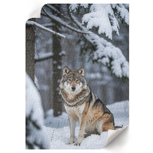 Dekoracyjny plakat ścienny Wilk w śniegu