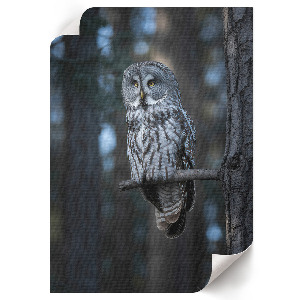 Grafika na ścianę Sowa nocą