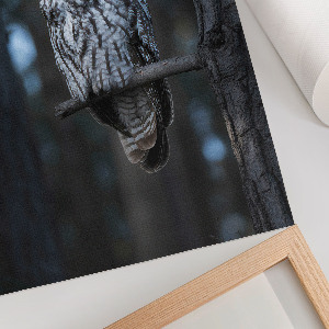 Grafika na ścianę Sowa nocą