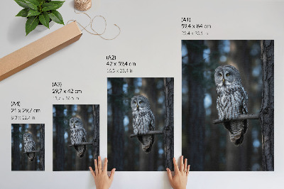 Grafika na ścianę Sowa nocą