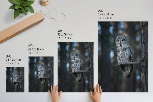 Grafika na ścianę Sowa nocą