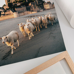 Grafika na ścianę Owce i zamek