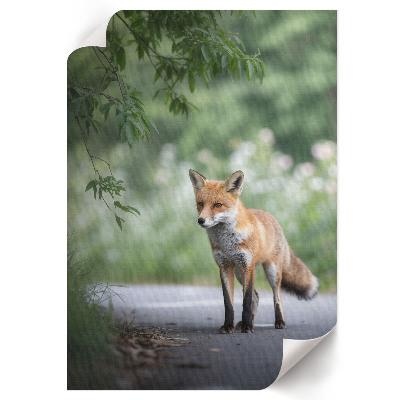 Dekoracyjny plakat ścienny Lis w naturze