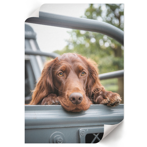 Plakat premium Pies w aucie