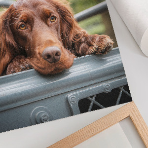 Plakat premium Pies w aucie