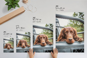 Plakat premium Pies w aucie