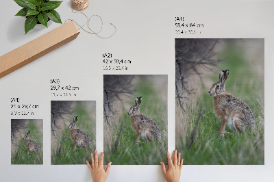 Plakat premium Zając w naturze