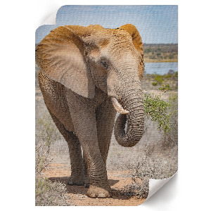 Plakat premium Spacer słonia