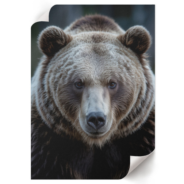 Grafika na ścianę Niedźwiedzia siła