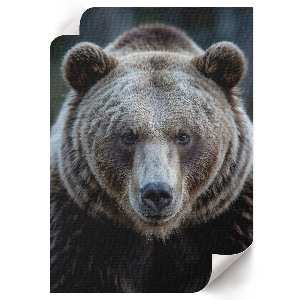 Grafika na ścianę Niedźwiedzia siła