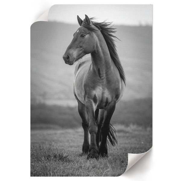 Wydruk na płótnie Dostojny koń