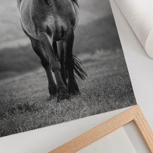 Wydruk na płótnie Dostojny koń