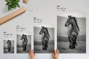 Wydruk na płótnie Dostojny koń