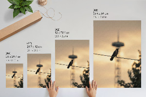 Plakat premium Ptak na kablu