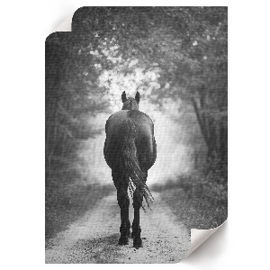 Dekoracyjny plakat ścienny Koń w lesie