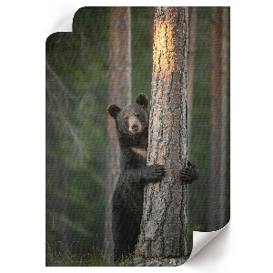 Plakat premium Natura piękno