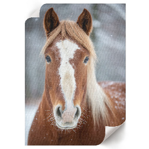 Wydruk na płótnie Koń zimą