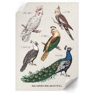 Wydruk na płótnie Kolorowe ptaki