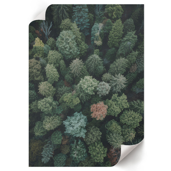 Plakat premium Las z góry