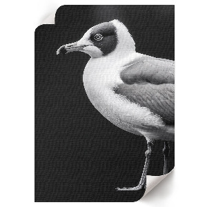 Dekoracyjny plakat ścienny Ptak portret