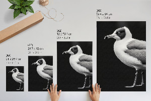 Dekoracyjny plakat ścienny Ptak portret